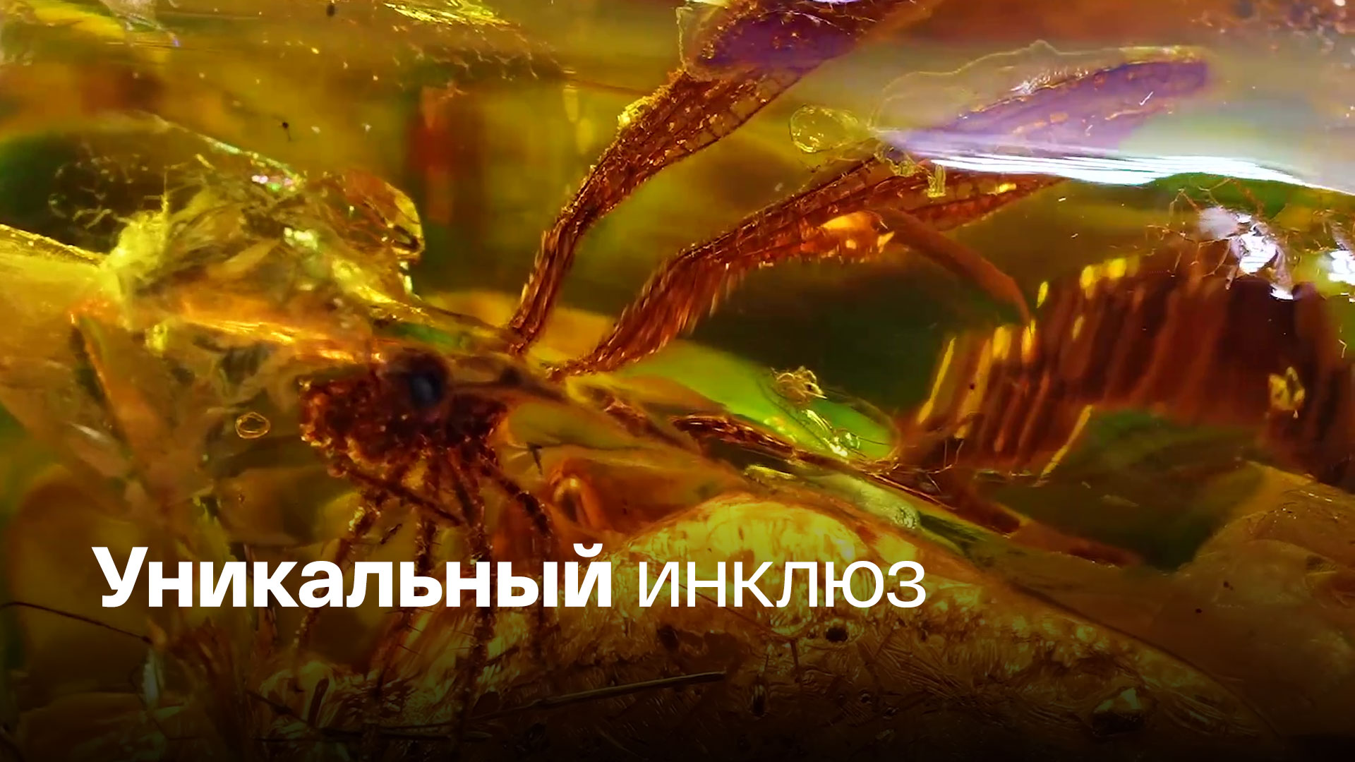 В Калининграде нашли янтарь со стрекозой возрастом 50 миллионов лет