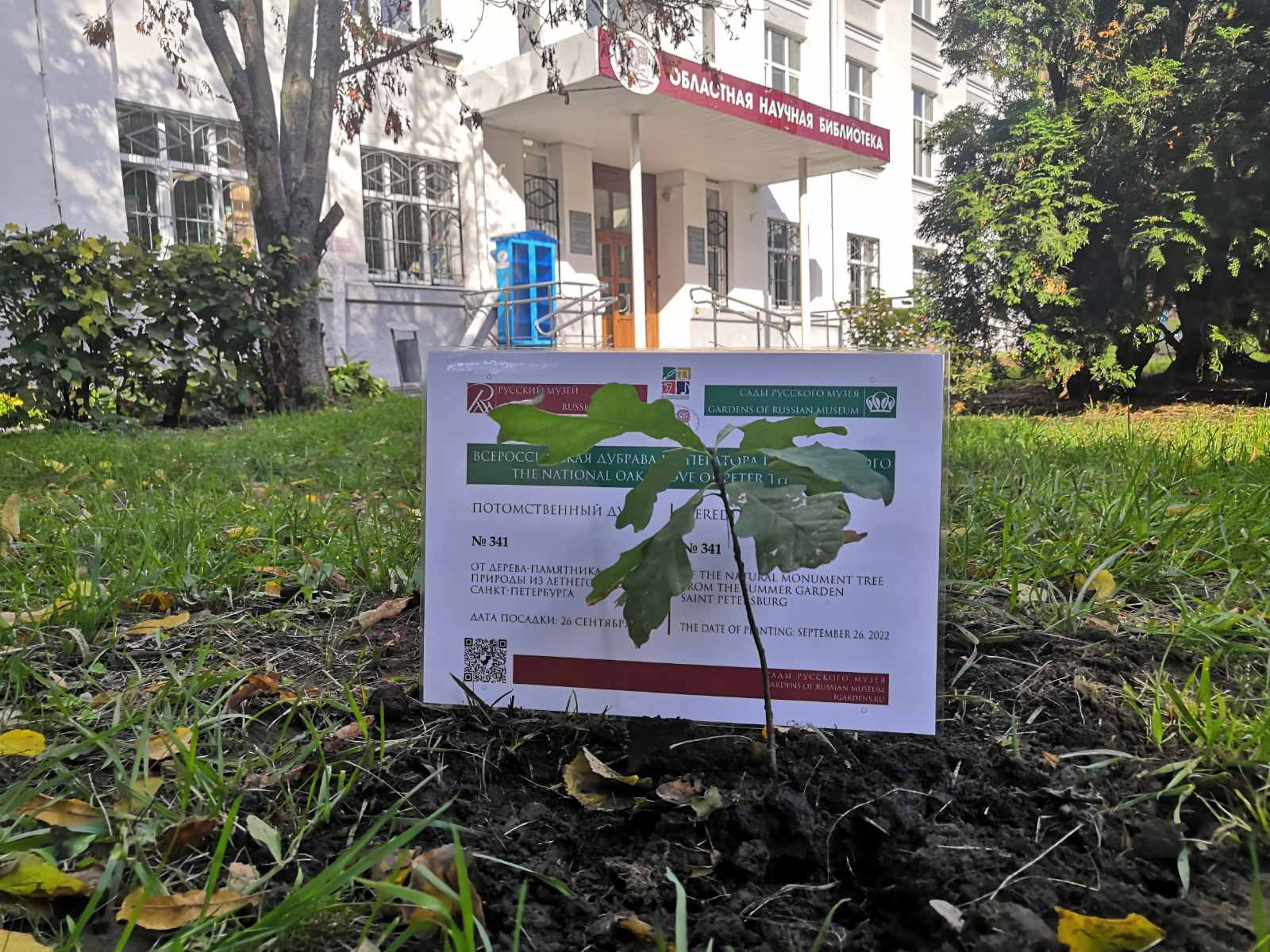 Во Владимире посадили саженец дуба времен Петра Великого