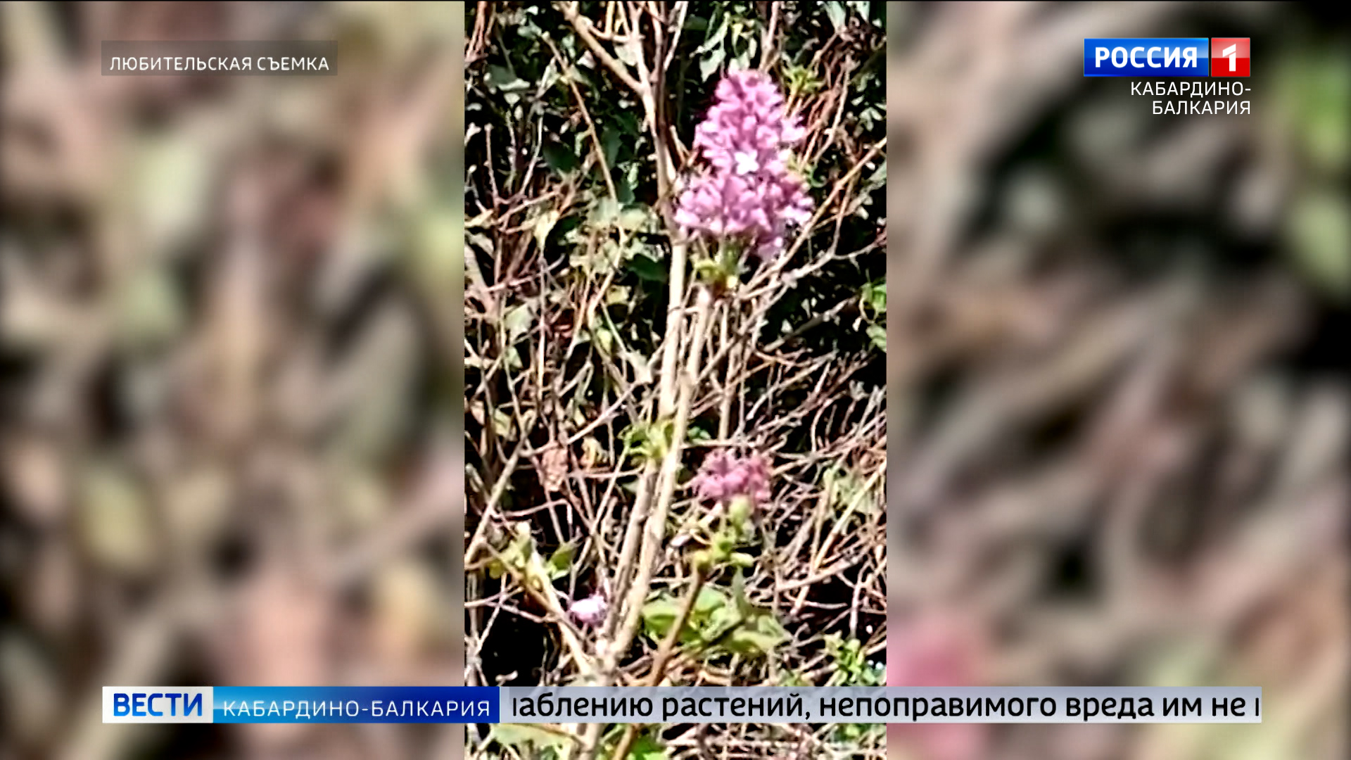 В селении Хамидие осенью зацвела сирень