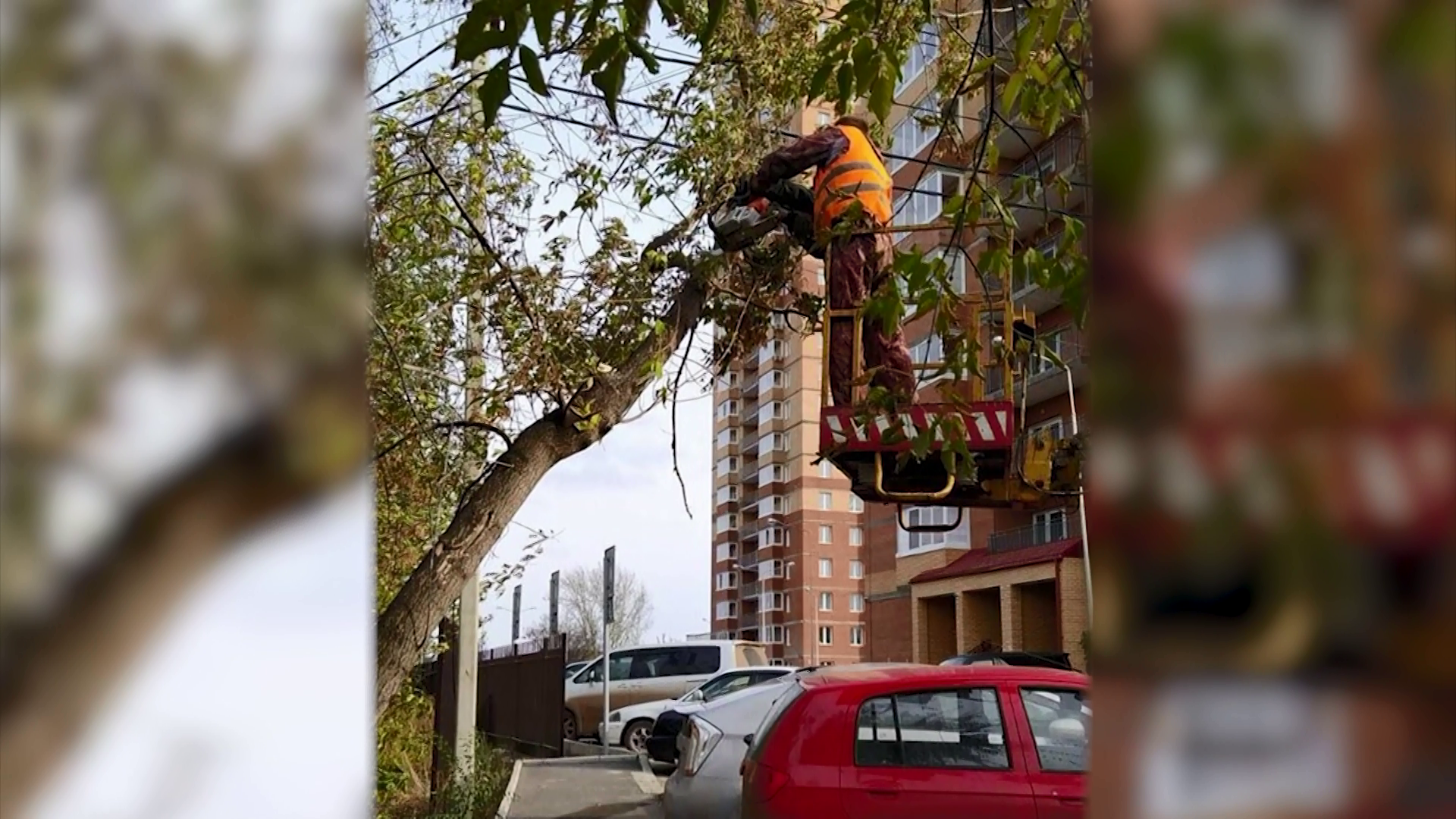 В Красноярске начали обрезать деревья