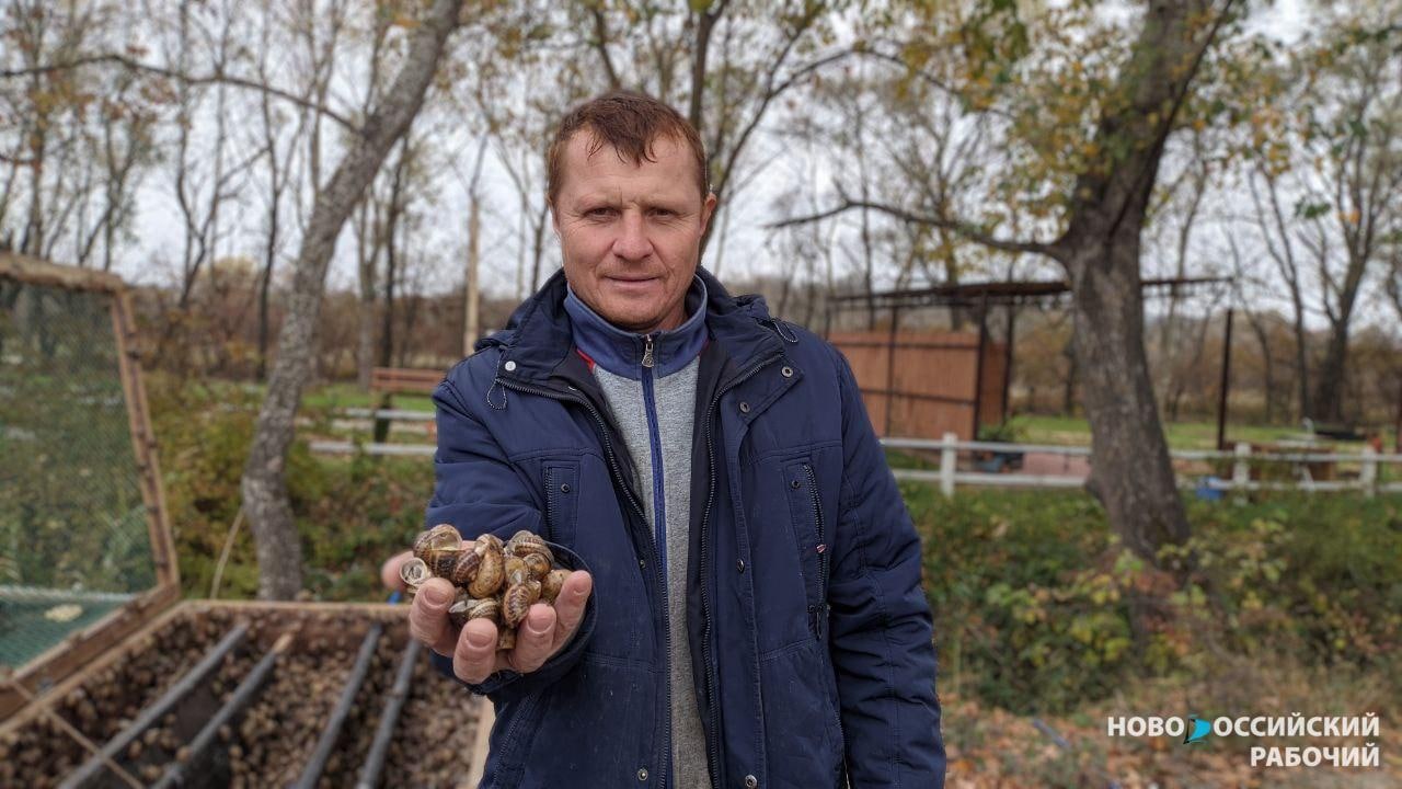 Первая на Кубани ферма средиземноморских улиток появилась под Новороссийском
