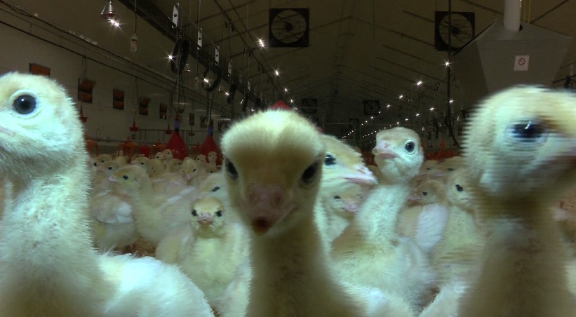 Племенной репродуктор индейки в Тюменской области выйдет на полную мощность в декабре 2023 года