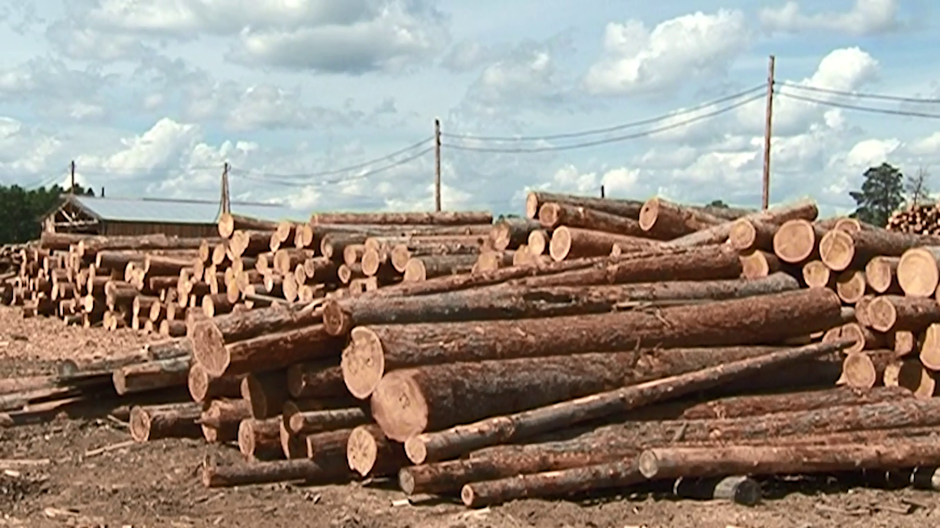 В Красноярском крае продолжают модернизировать Лесоперерабатывающие производства