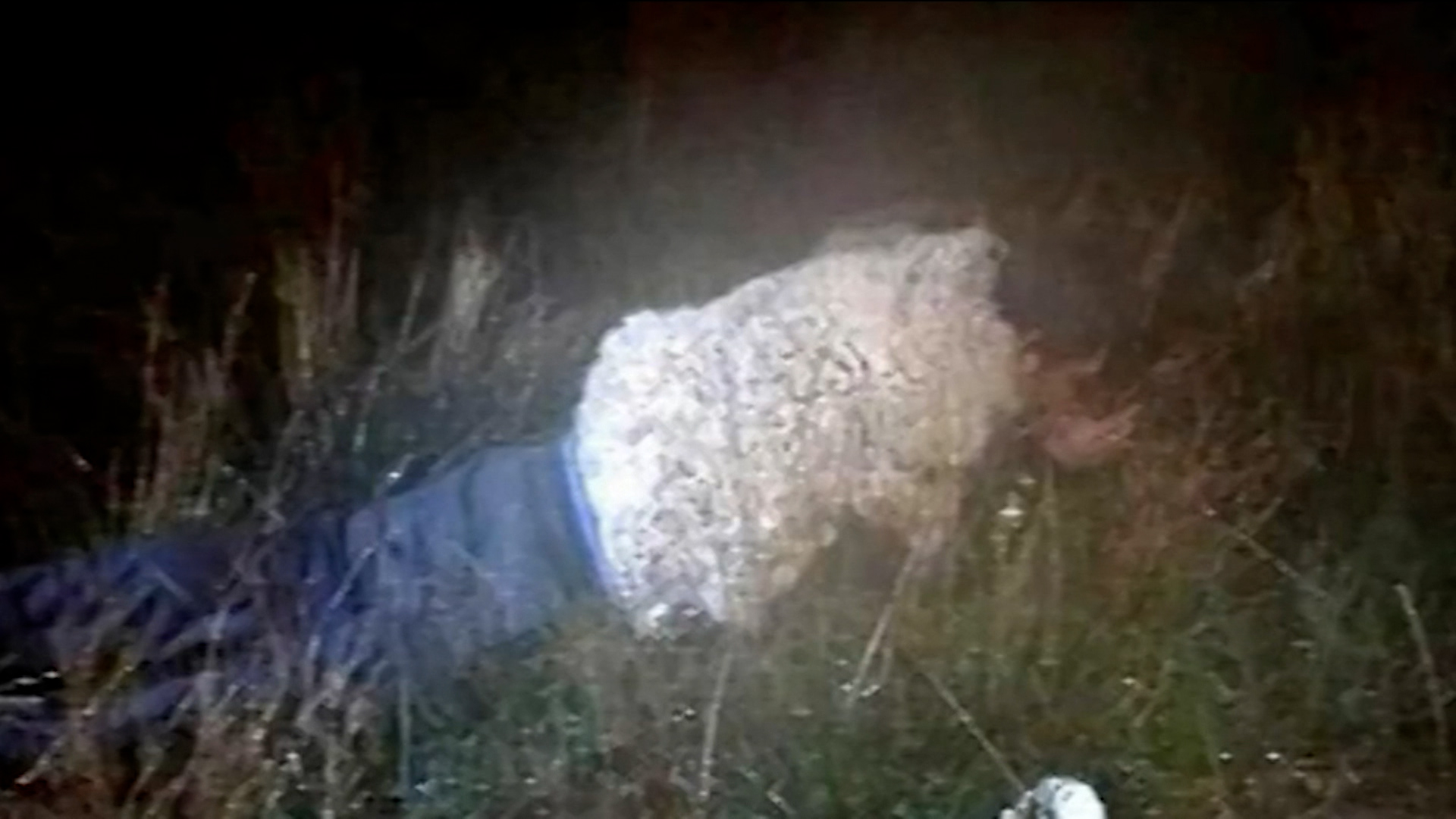 Опасный убийца сбежал из тюрьмы под видом барана