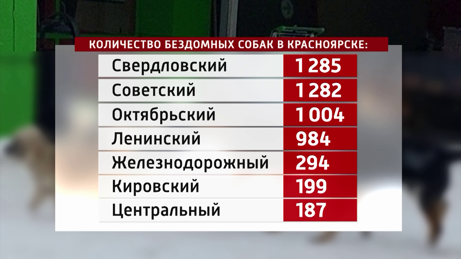 В Красноярске специалисты пересчитали бездомных собак