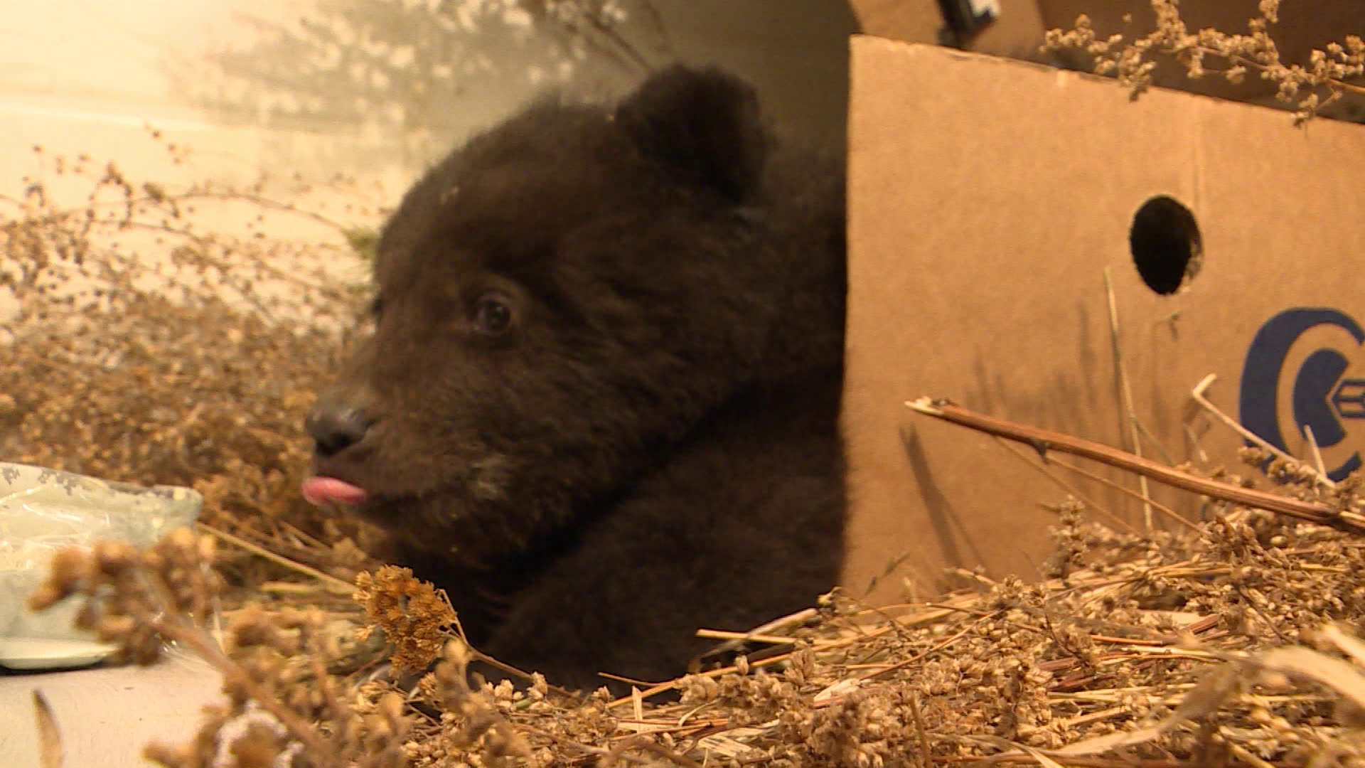 Осиротевший медвежонок Нолик переезжает в Канск
