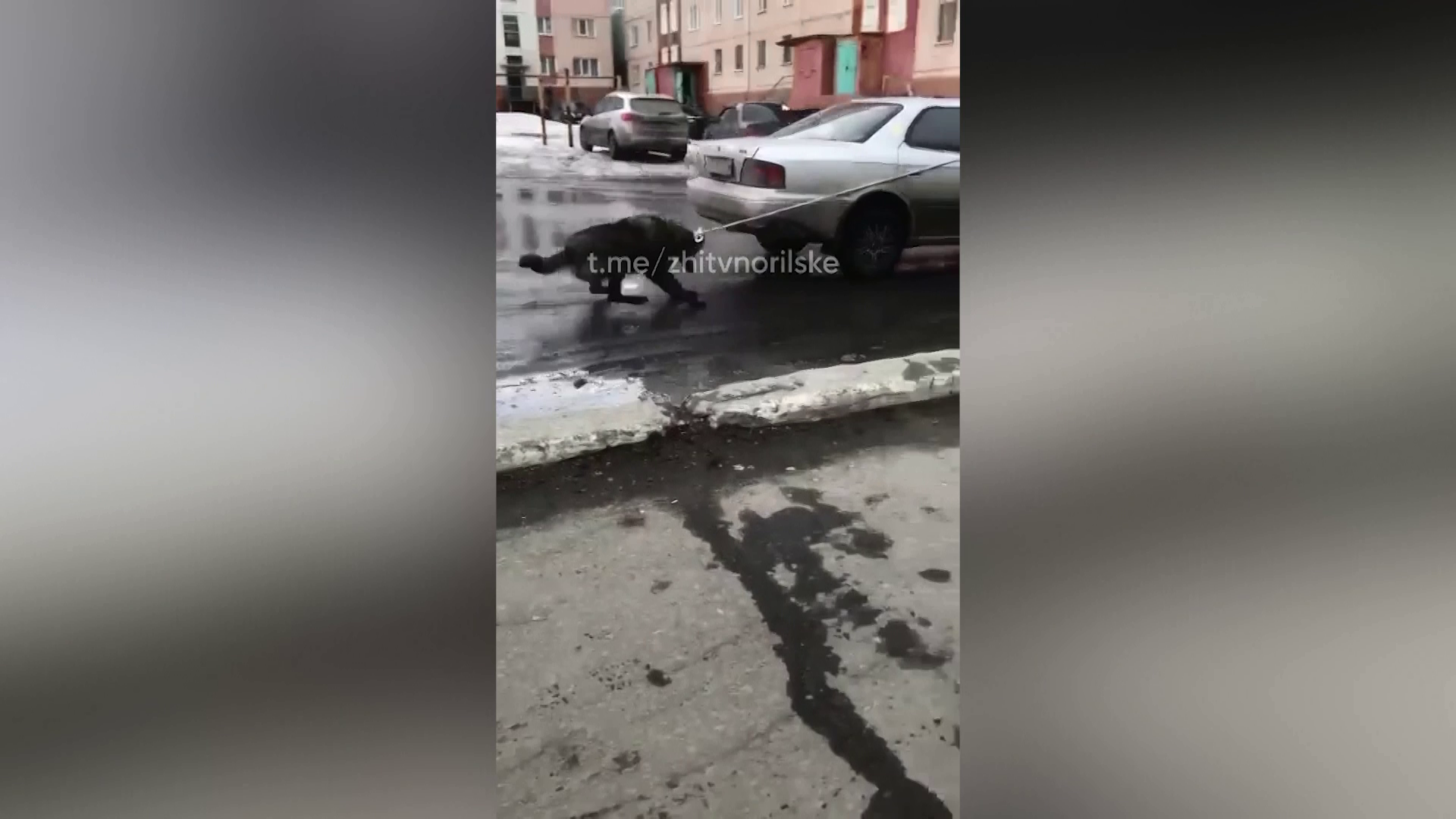 В Дудинке волкособ сорвался с цепи и выбежал на улицы города