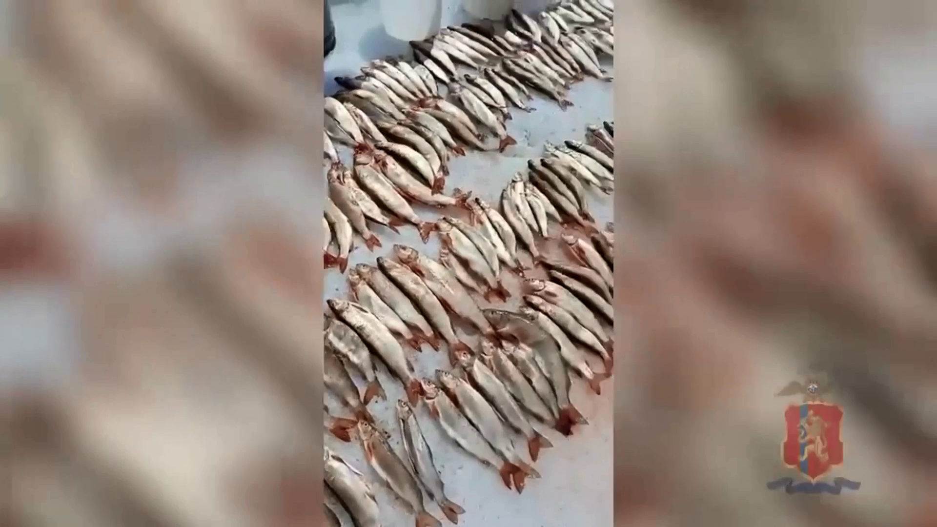Полицейские в Ермаковском районе задержали мужчин, которые незаконно ловил рыбу