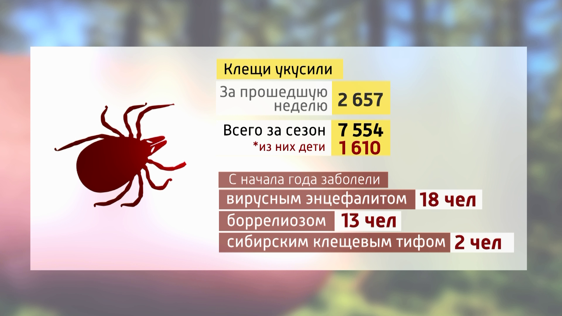 На минувшей неделе сразу два диагноза клещевой вирусный энцефалит и боррелиоз поставили красноярскому 13-летнему подростку