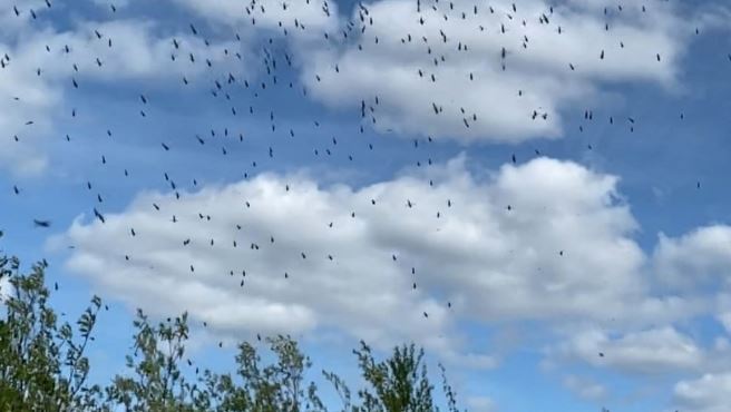 Комариный ураган: на Ямале насекомые атаковали один из городов