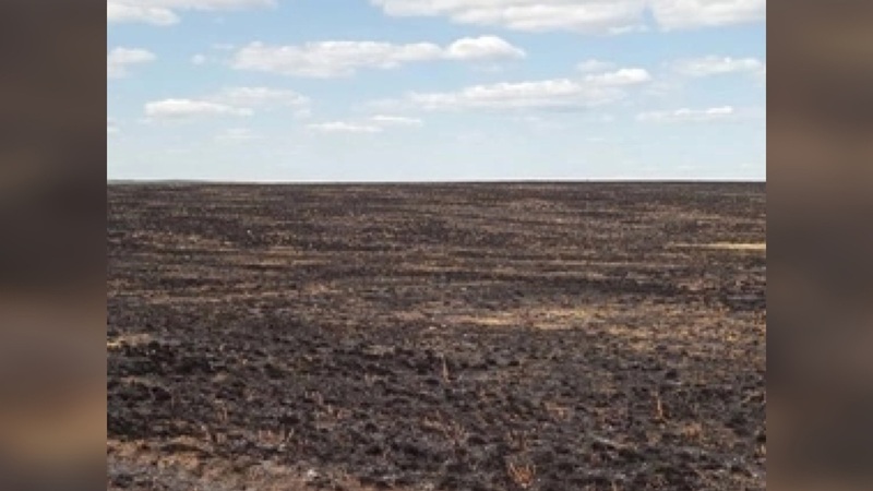 В Новосергиевском районе от огня пришлось спасать зерновые посевы