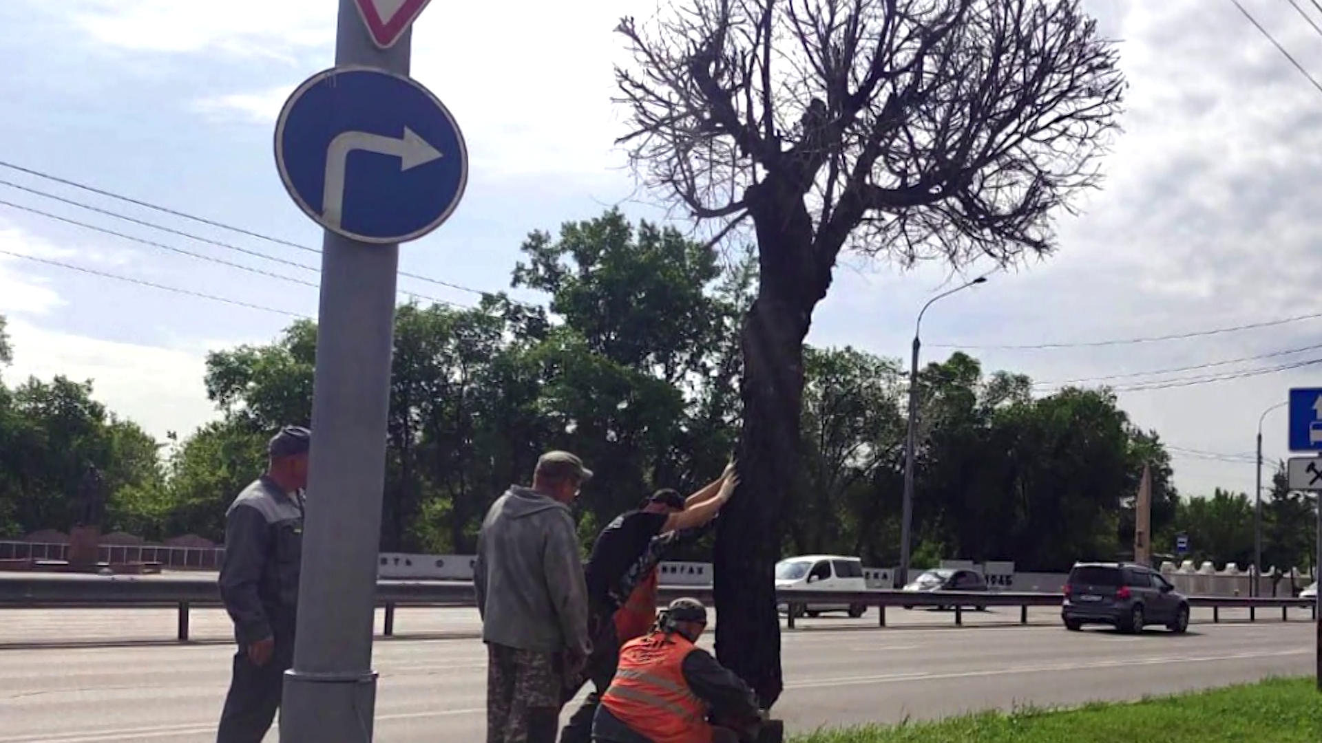 В Красноярске начали сносить засохшие деревья