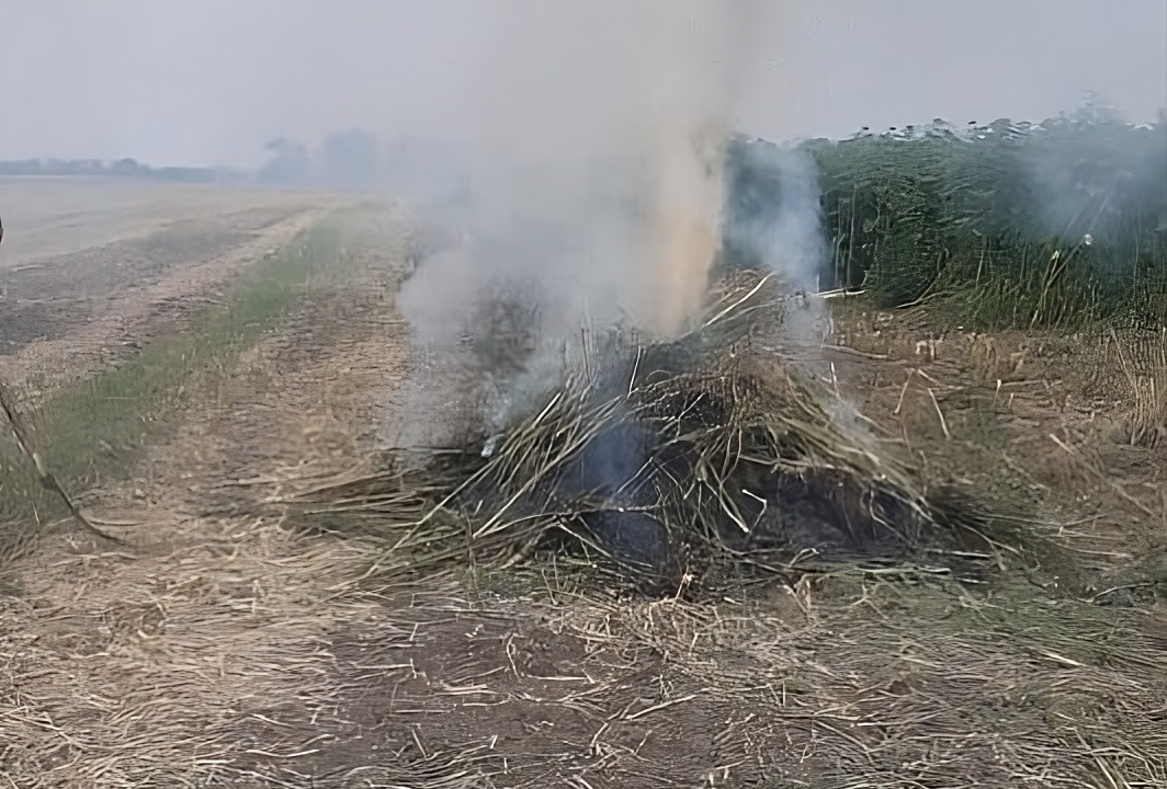 На Кубани устроили конопляное аутодафе
