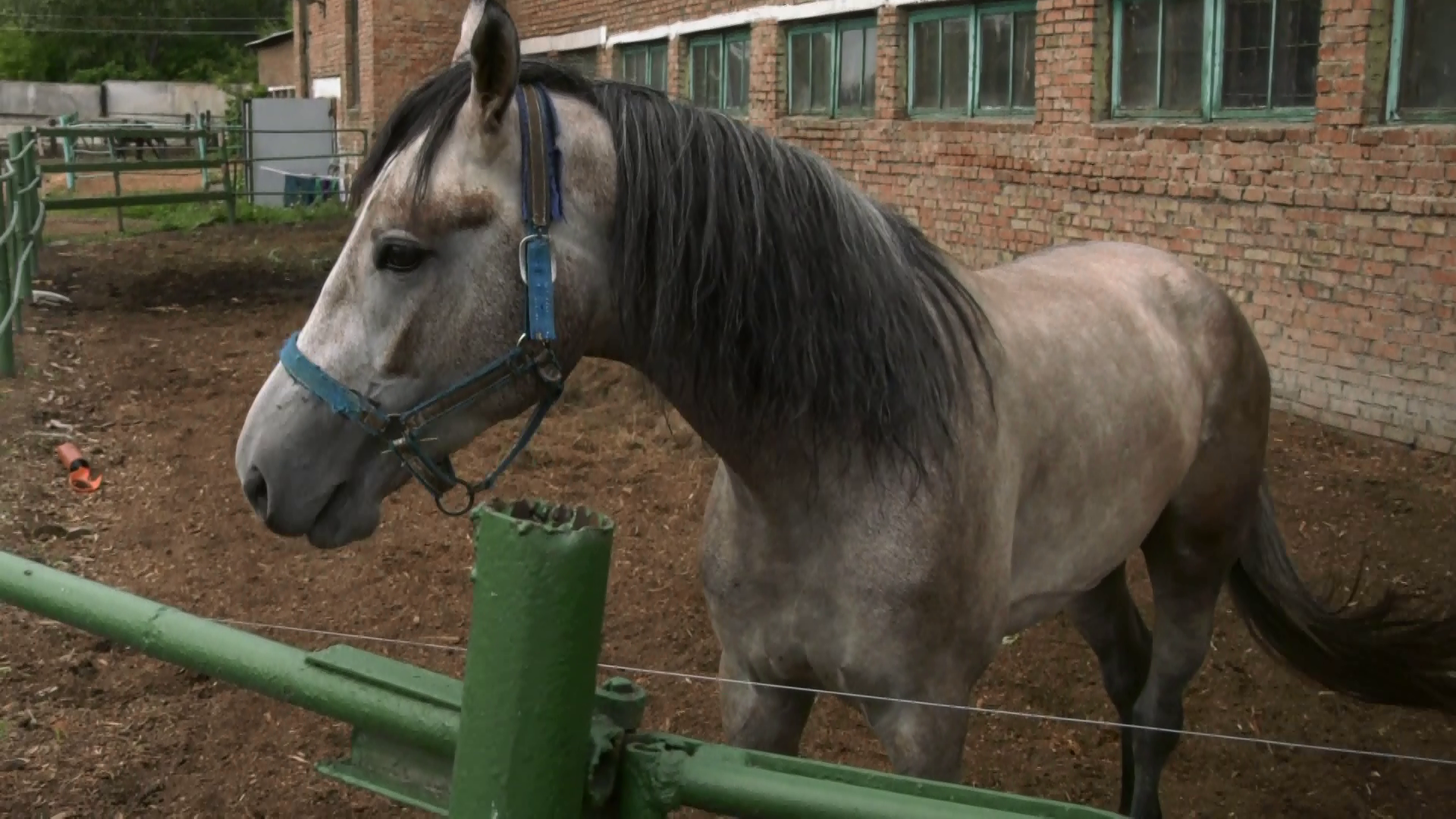 Красноярский ипподром отмечает 100 лет со дня основания