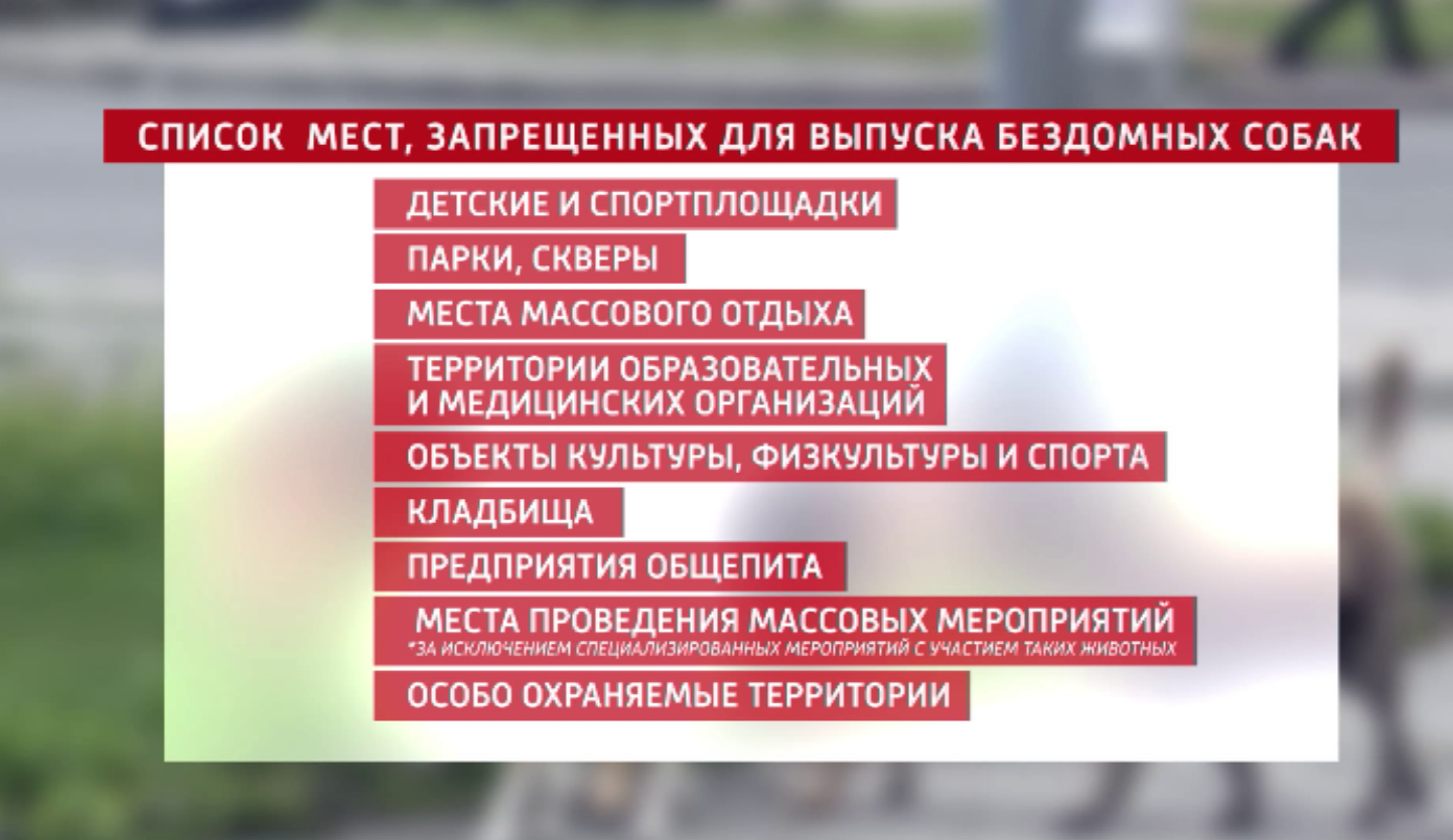 В Красноярске определили места, куда отныне запрещено выпускать бездомных собак