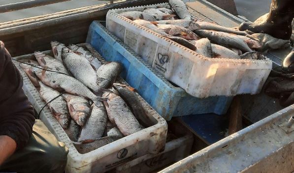На Ямале любители рыбачить вне закона попали под «уголовку»