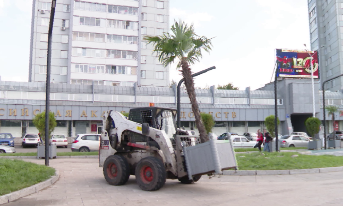 С красноярских улиц уберут пальмы и туи