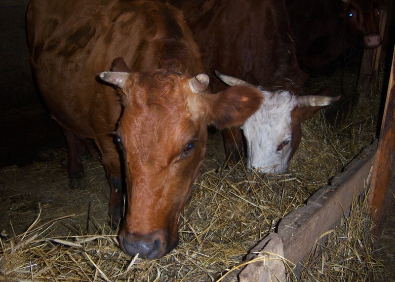 В Оренбуржье к зимнему содержанию скота подготовили 904 помещения