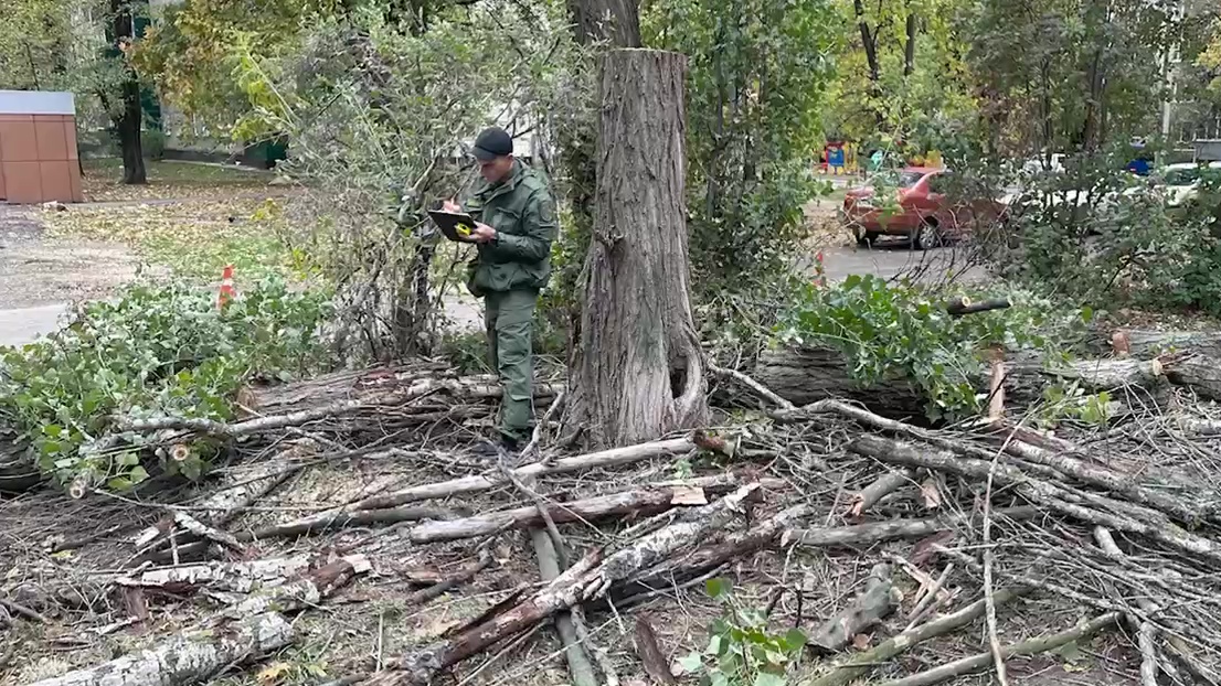 Старое дерево рухнуло на школьницу в Липецке
