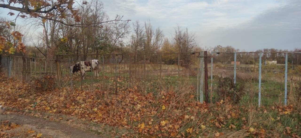 Разъяренный бык покалечил женщину на Кубани