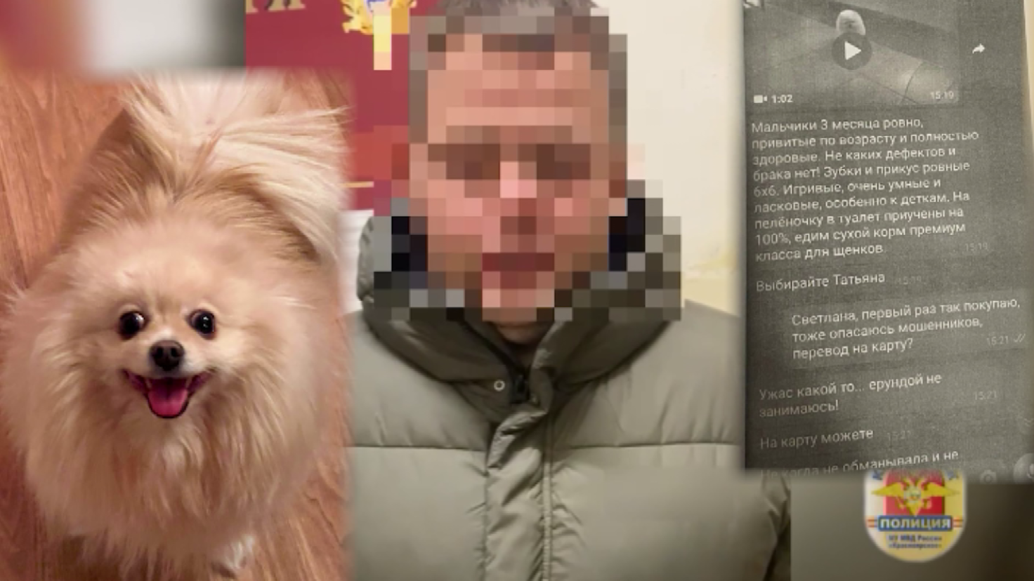 Красноярцы заплатили деньги за щенков шпица, но питомцев так и не получили