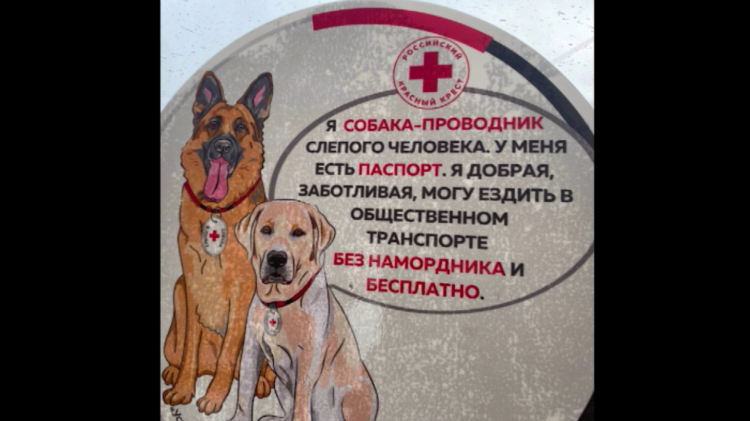 В общественном транспорте появились специальные наклейки о бесплатном провозе собак-проводников