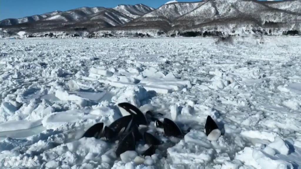 Росрыболовство предложило Японии помощь в спасении косаток