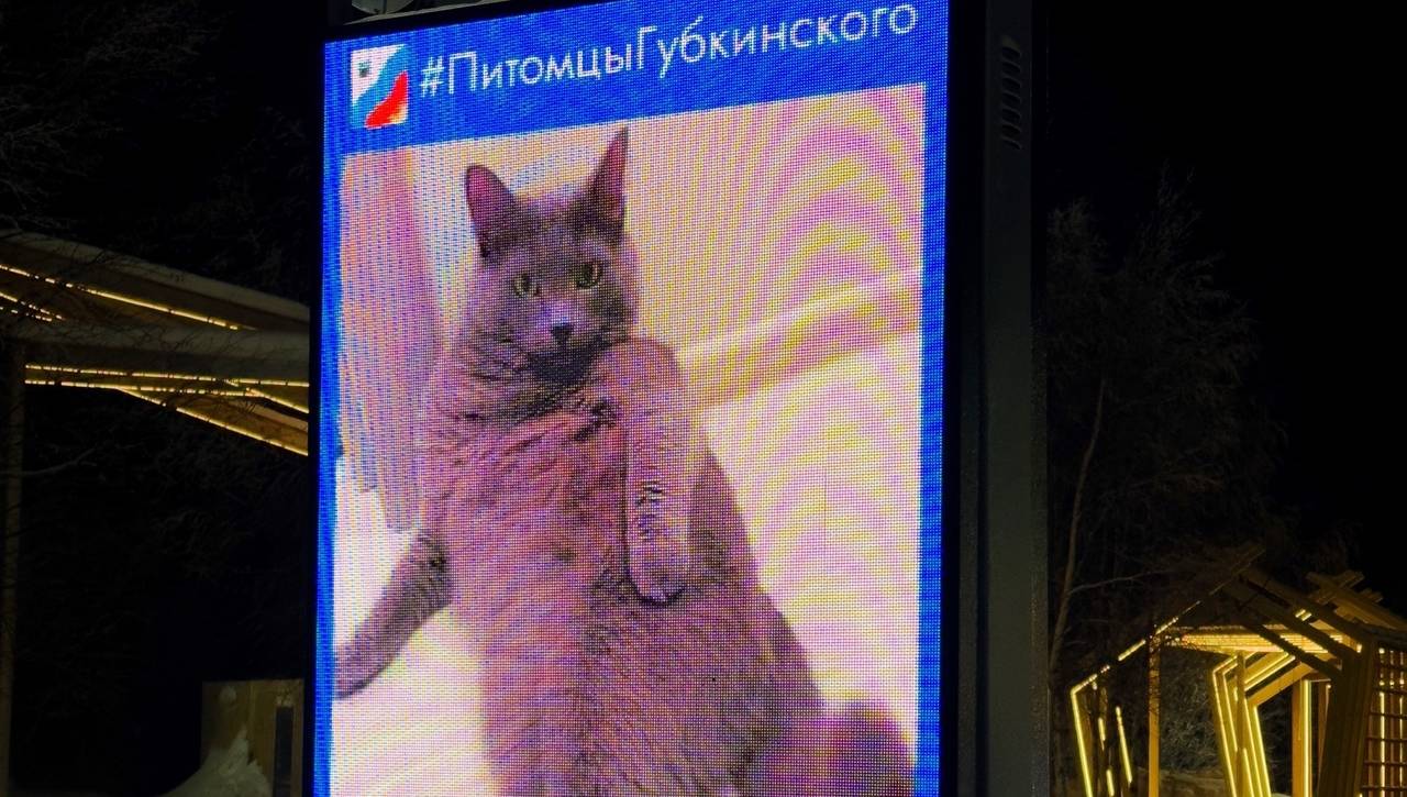 Домашних питомцев жителей Ямала начали показывать на уличных экранах