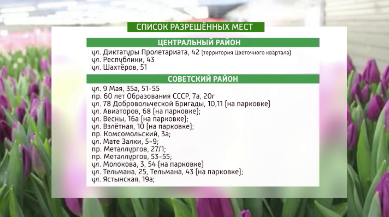 В Красноярске окончательно определили места, где будут продавать тюльпаны
