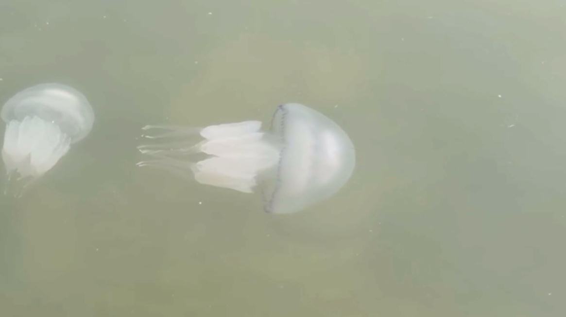 Из Азовского моря пропадает рыба