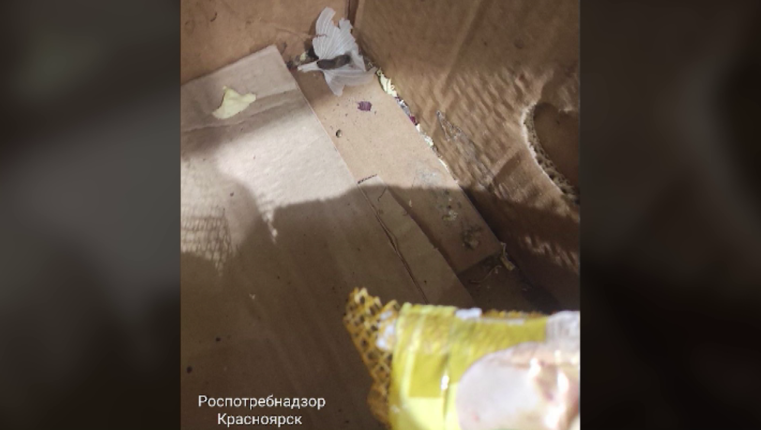 Один из красноярских супермаркетов временно закрыли из-за крыс