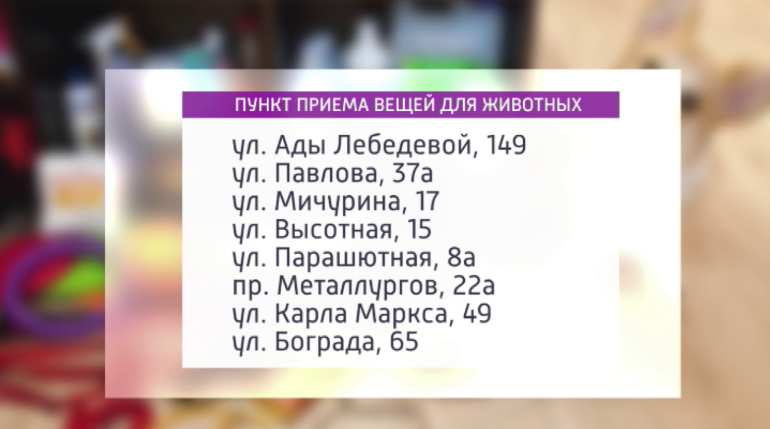 Трудовые отряды главы города приглашают красноярцев поучаствовать в акции "Дай лапу, друг!"