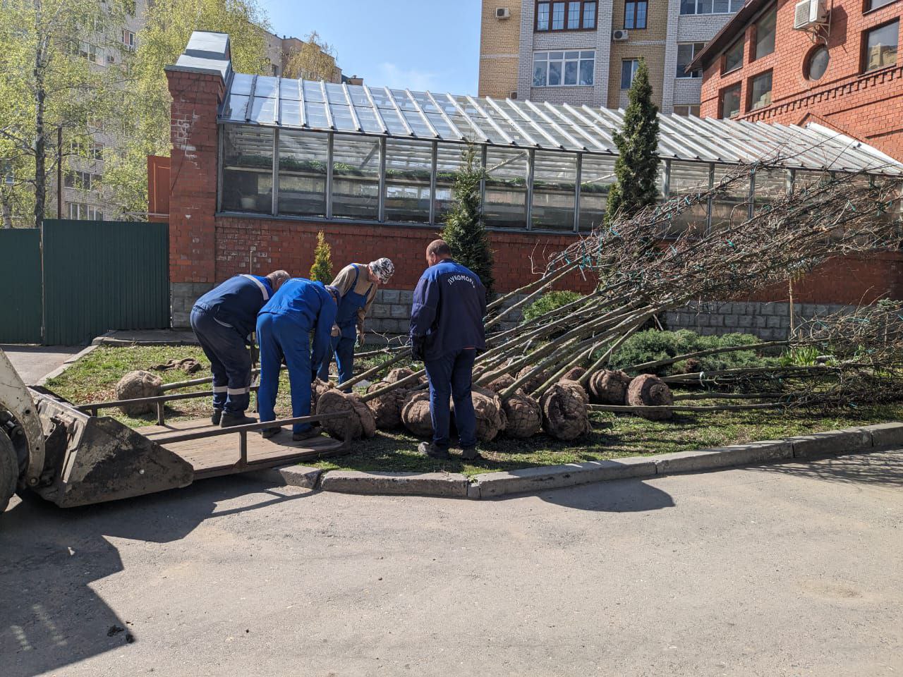 В Саратовском Городском парке высадили двадцатилетние дубы-крупномеры
