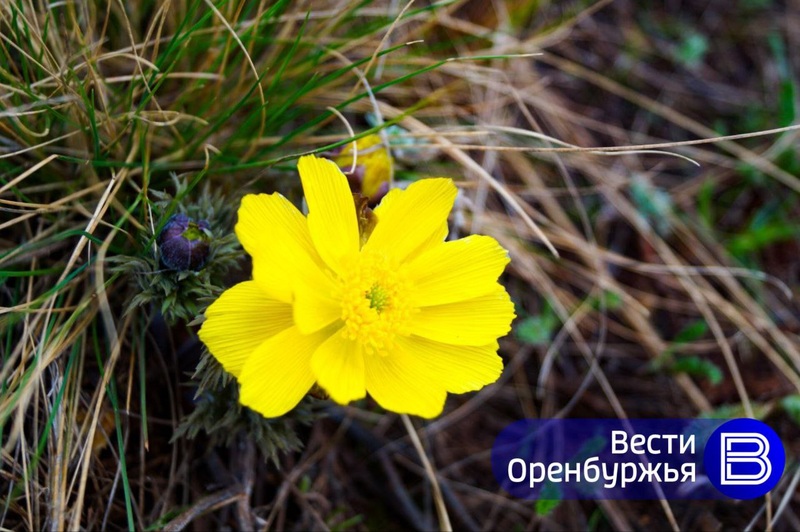 Жару до +28 градусов прогнозируют в Оренбуржье 23 апреля