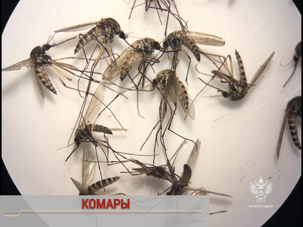 Оренбуржцев призвали обезопасить себя от комаров