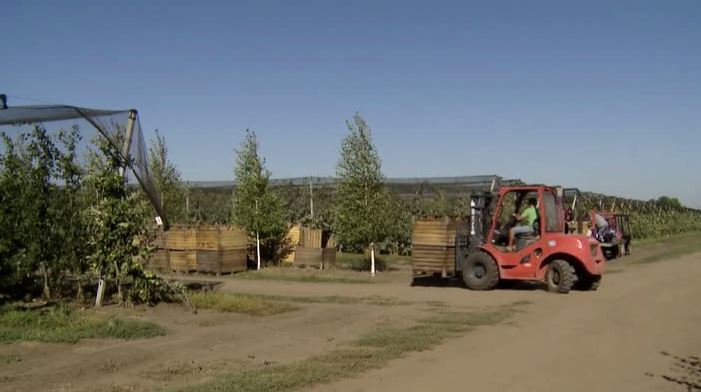 Майские заморозки могут повлиять на урожай фруктов
