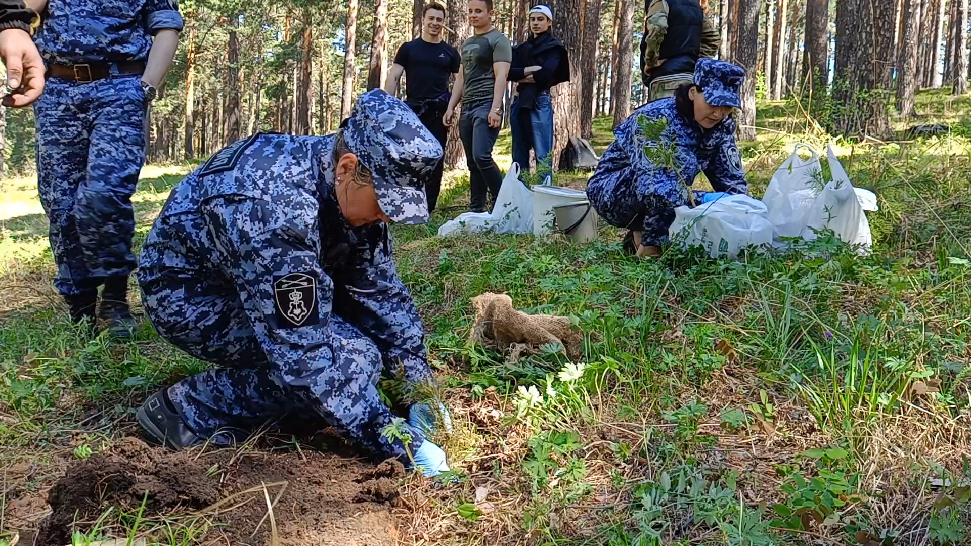 Саженцы сосны высадили в Кайской реликтовой роще в Иркутске сотрудники вневедомственной охраны Росгвардии