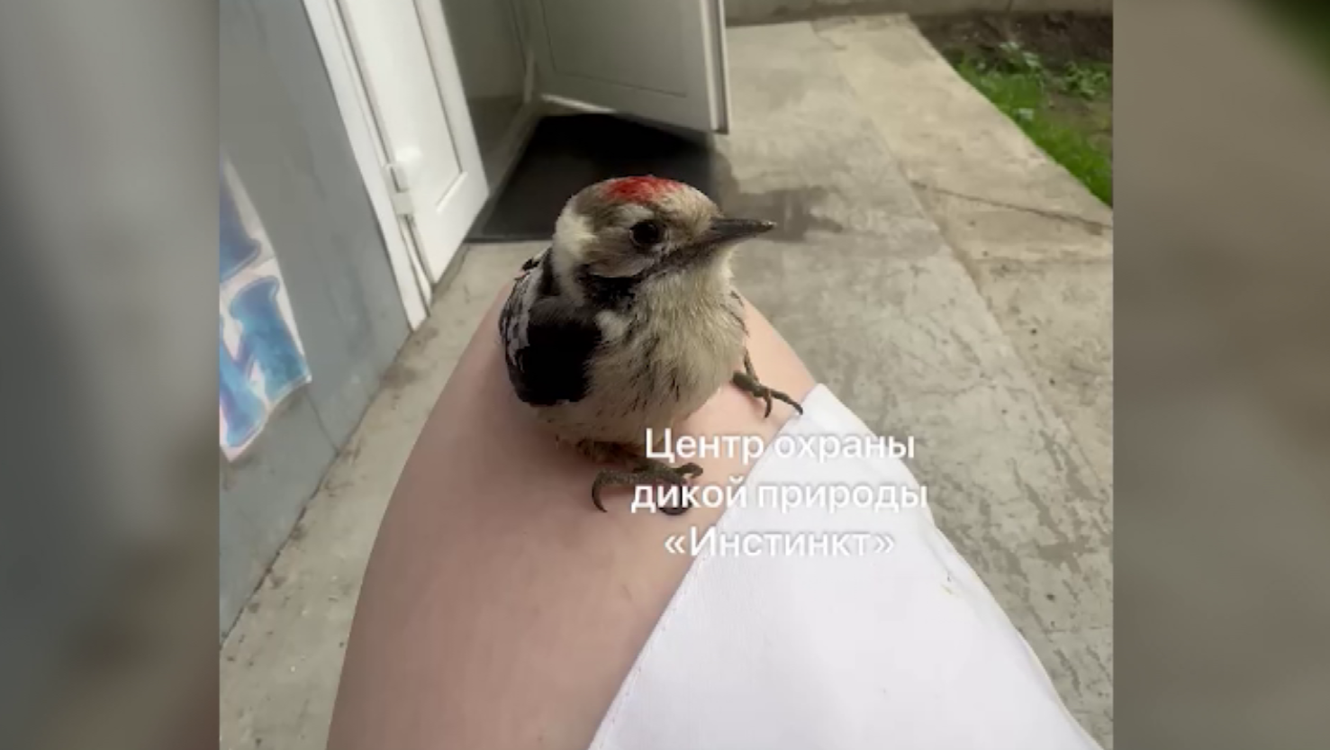 Дятел-лентяй поселился в центре охраны дикой природы Красноярска