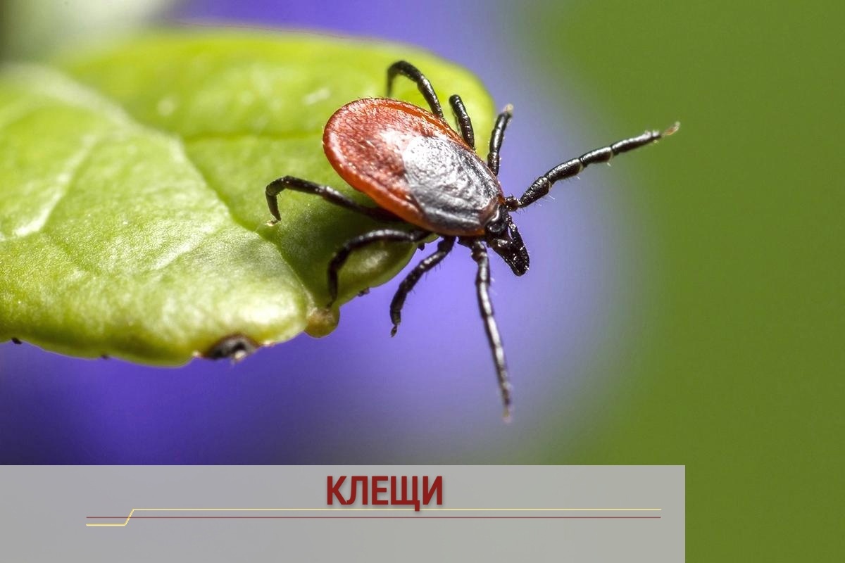 В Оренбуржье не зафиксированы инфекции, передающиеся при укусах клещей