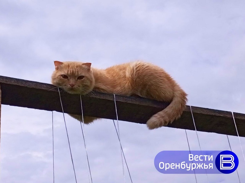 Жару до +32 градусов, грозы и ветер прогнозируют в Оренбуржье 8 июля