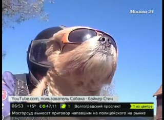 Пес-байкер стал "педиатром в кожанке"