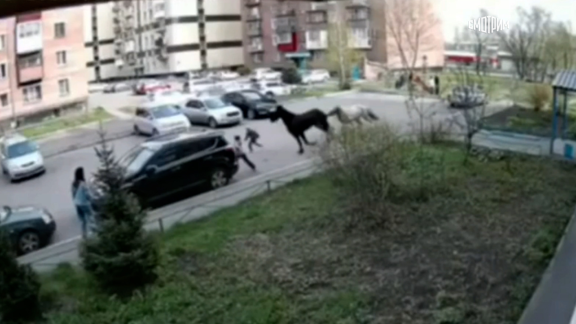 Появилось видео побега двух коней в Новокузнецке, которые травмировали девочку