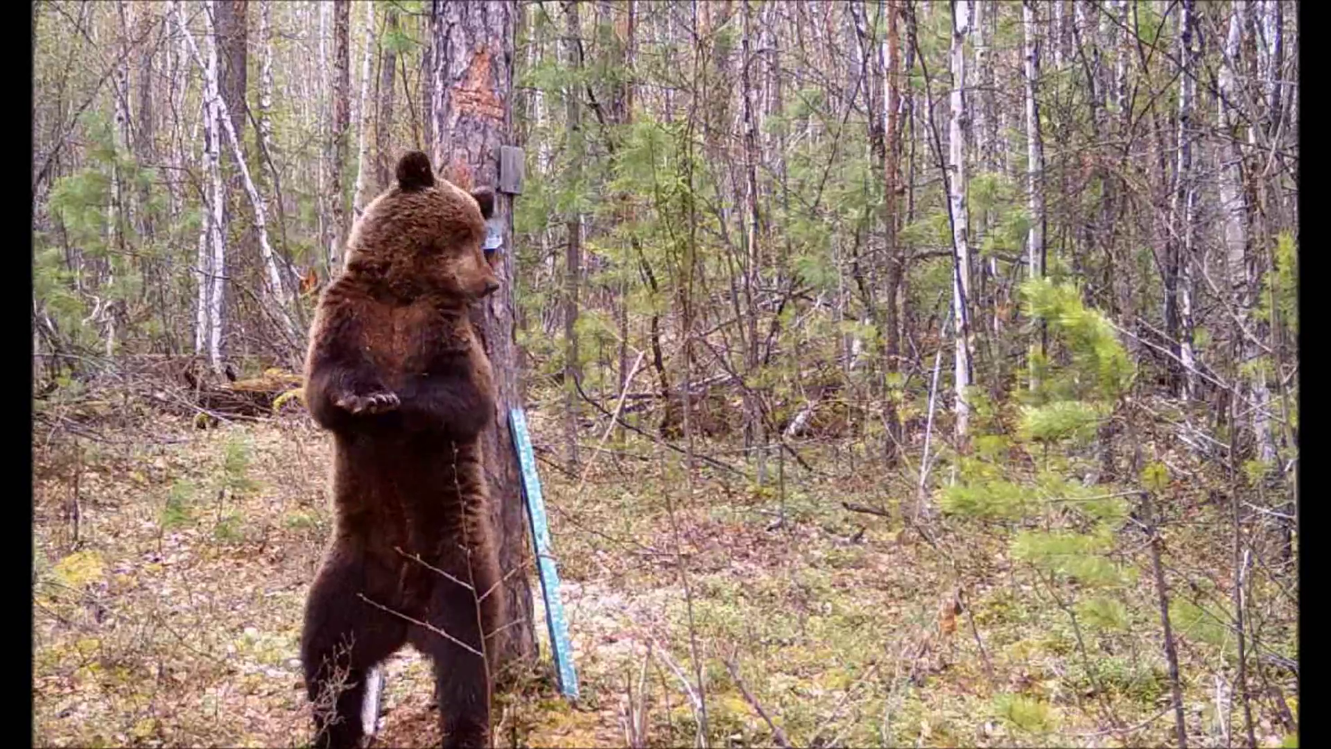 "Танцующего" у дерева медведя сняли на видео в Красноярском крае
