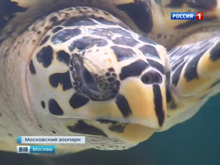 В Московском зоопарке – черепашьи новоселья