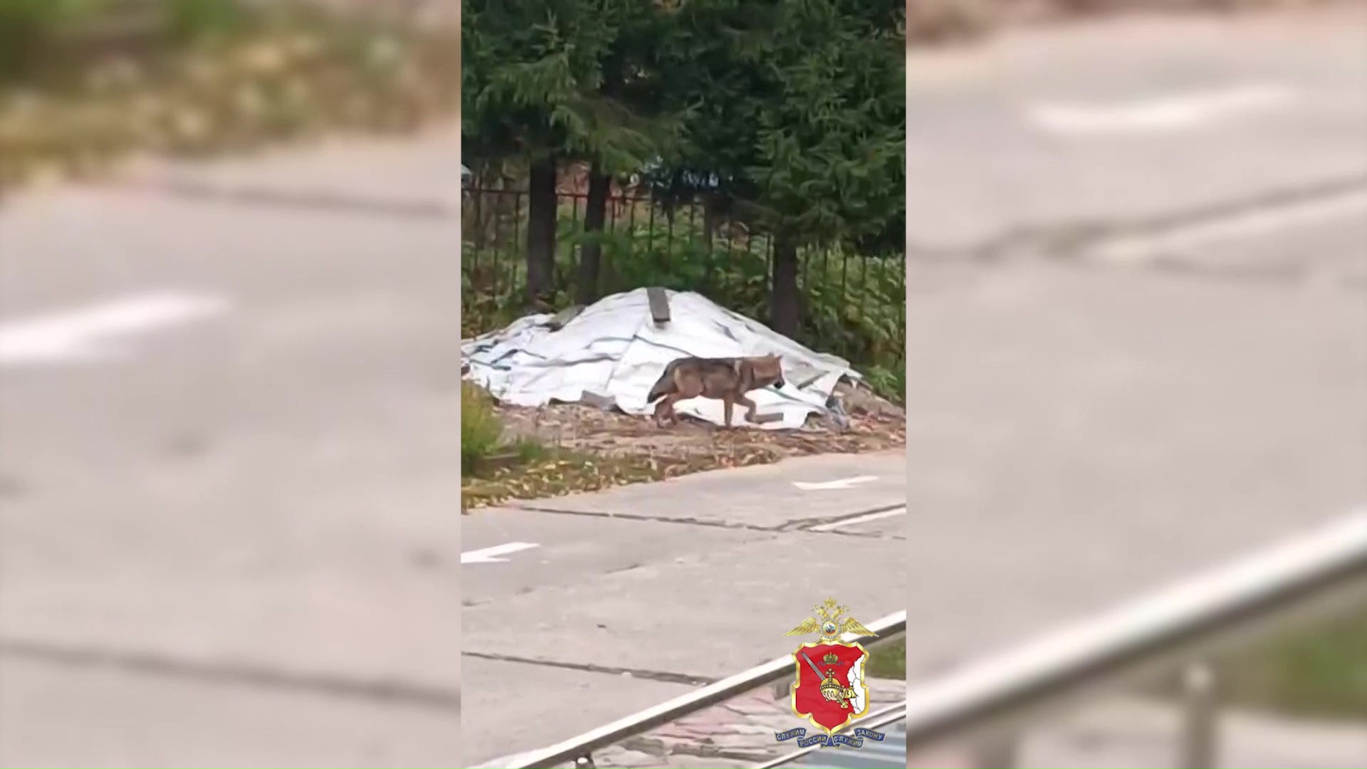 В Вологодской области волк забрел в детский сад и был ликвидирован