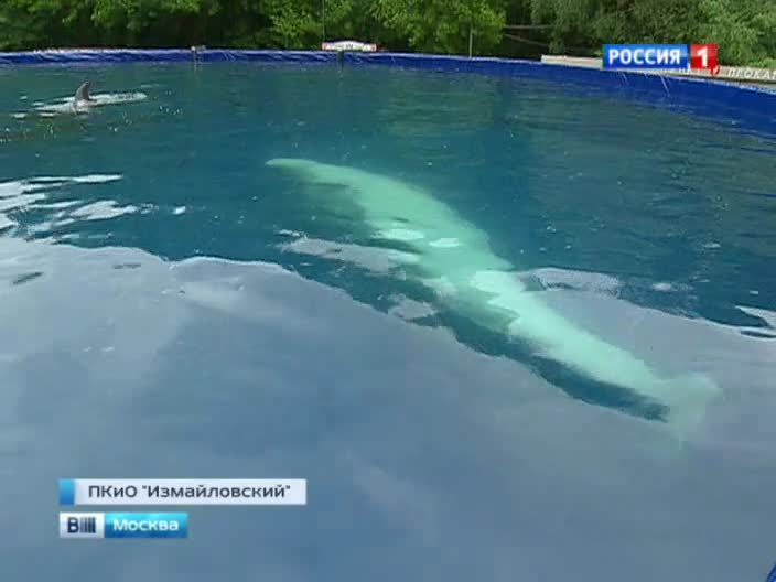 Два дельфина и белуха обживаются в Измайловском дельфинарии