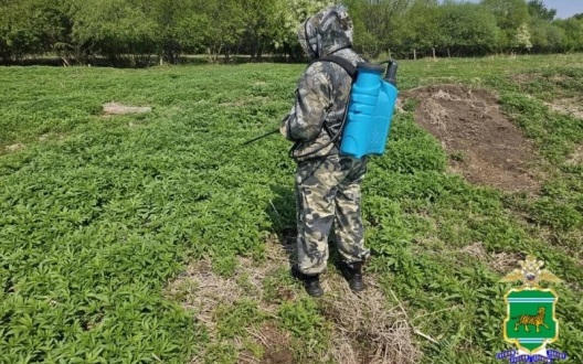 В ЕАО полиция уничтожила более 3 га дикорастущей конопли