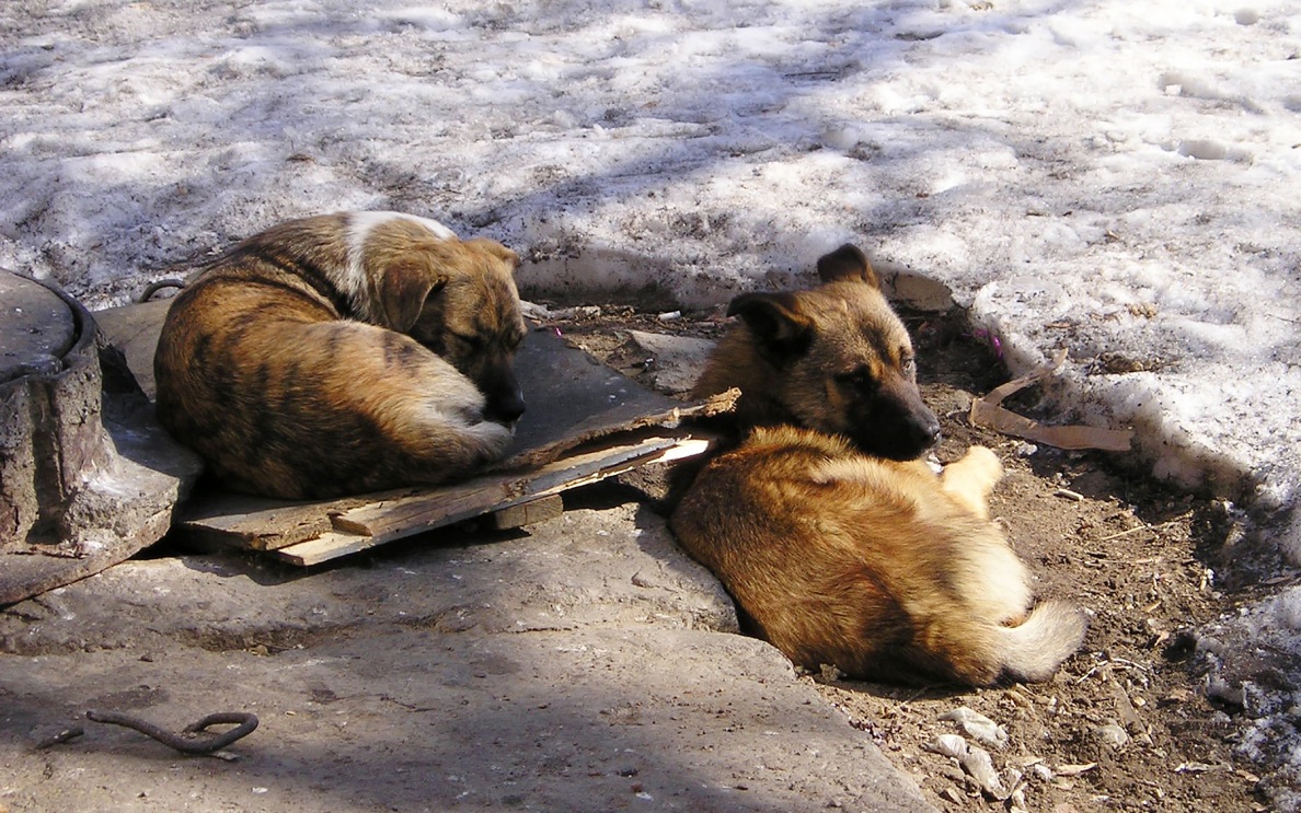 В ЯНАО собаки напали на женщину с грудным ребенком, организована проверка