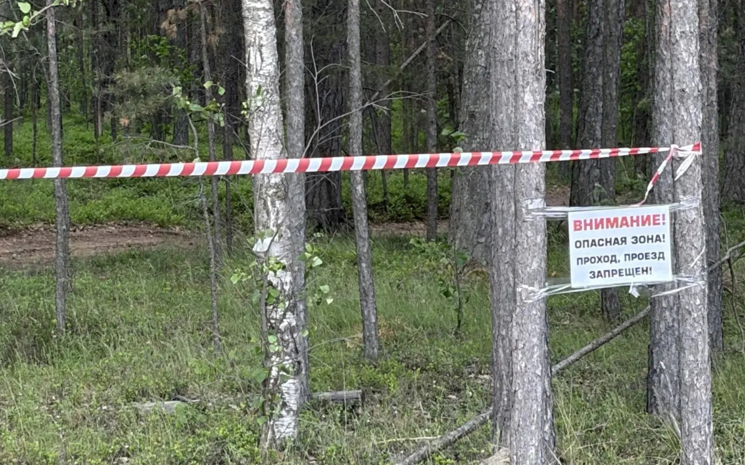 В Ленобласти запретили прогулки в лесах возле Большой Ижоры