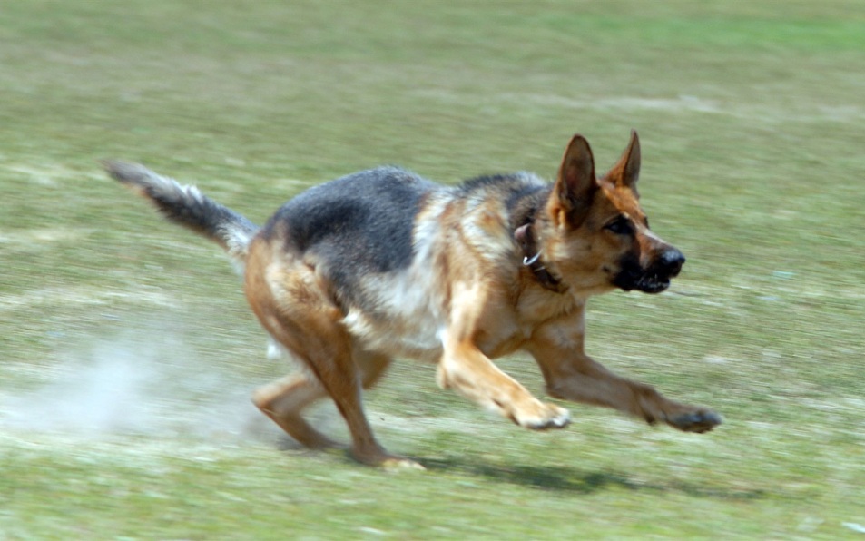 Житель Новосибирской области натравил собак на медработника